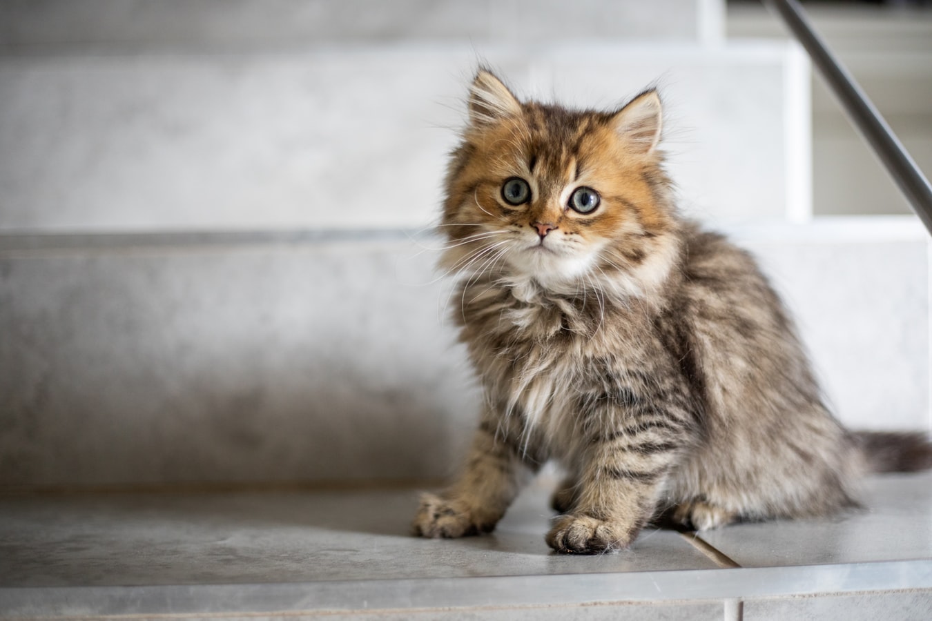 L’importance d’avoir une assurance pour son chat