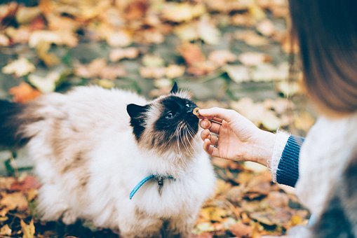 Comment déparasiter votre chat?