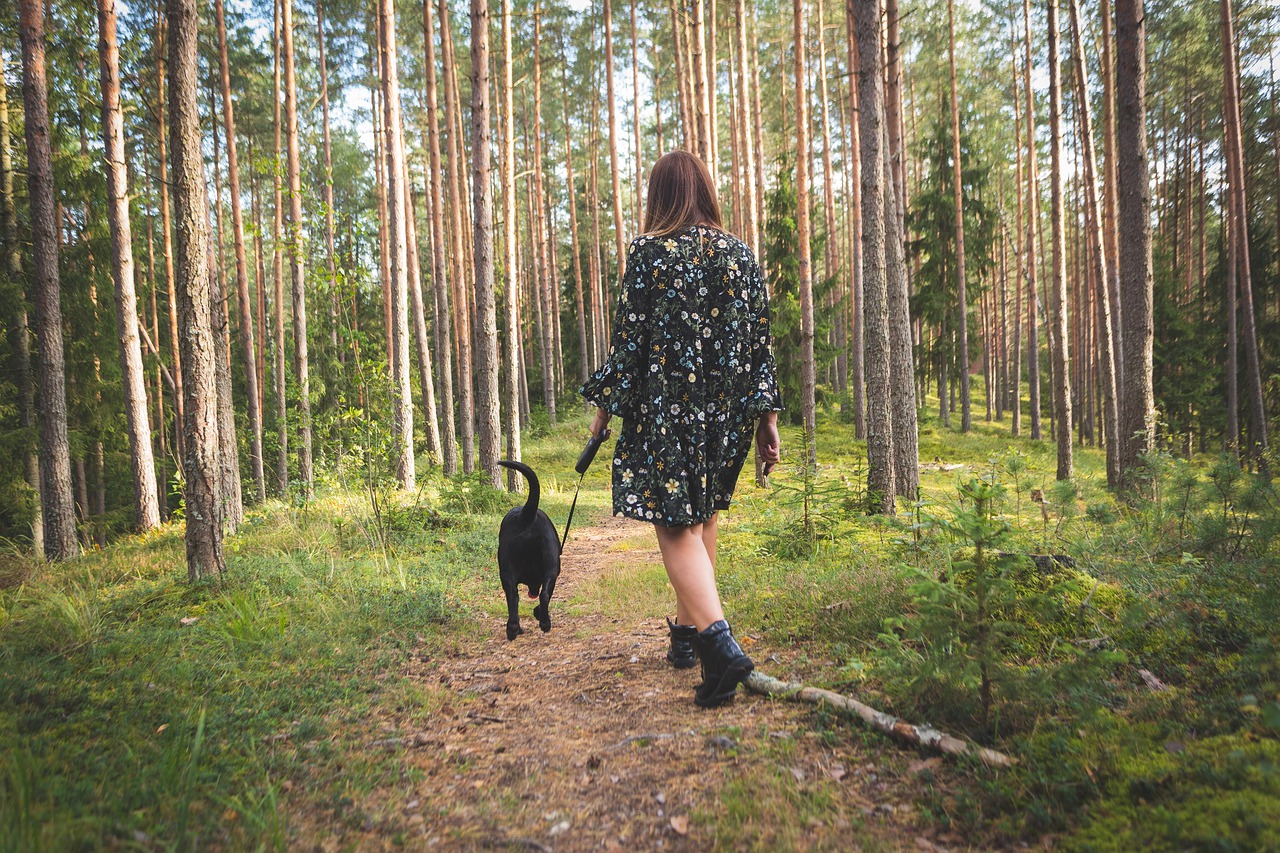 Quelques mots sur les laisses d’un chien