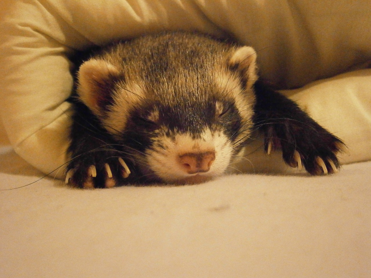 Comme il est très attachant le furet