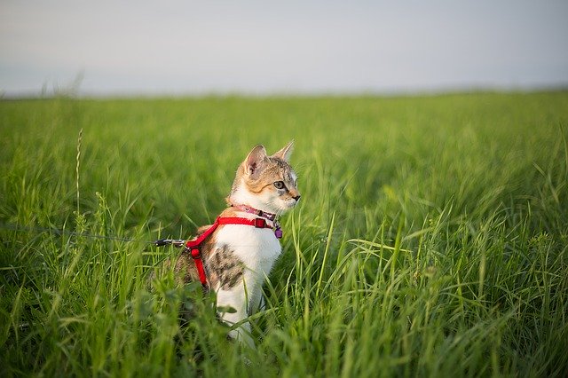 Les avantages de promener son chat