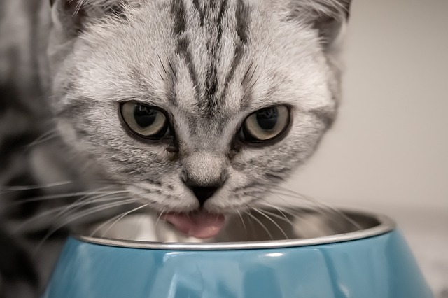 Comment nourrir sainement mon chat ?