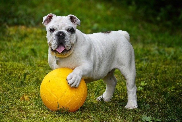 Comment pouvez-vous entretenir un chien?