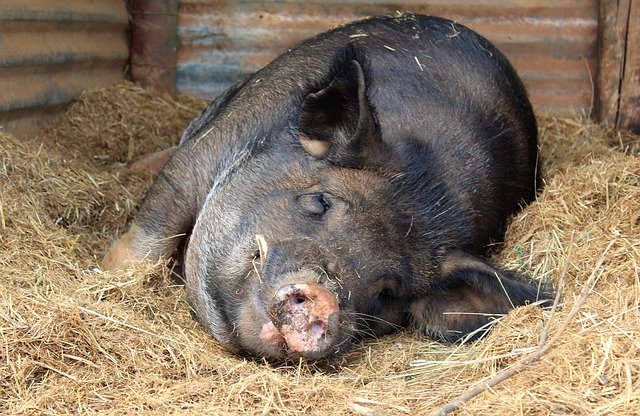 Comment réussir son élevage de porcs ?