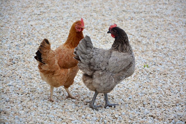 Les meilleures poules pondeuses sur le marché