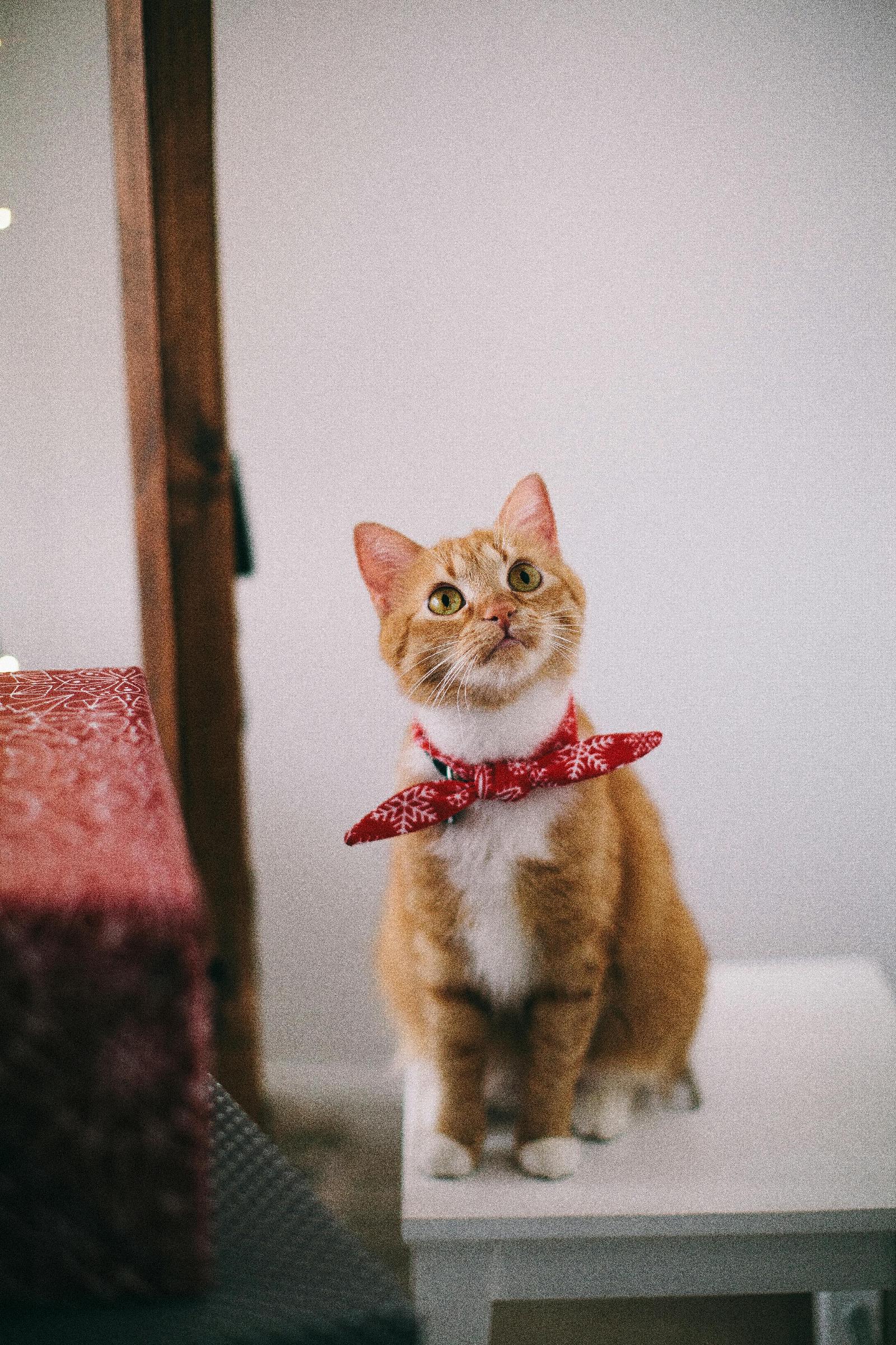 Chat et vacances : Comment préparer votre chat à un voyage ou à un séjour chez un pet-sitter ?