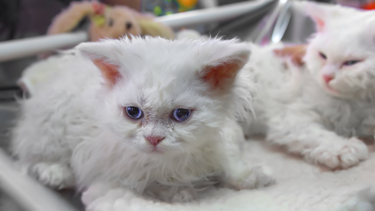 Selkirk Rex : Tout savoir sur ce chat mouton