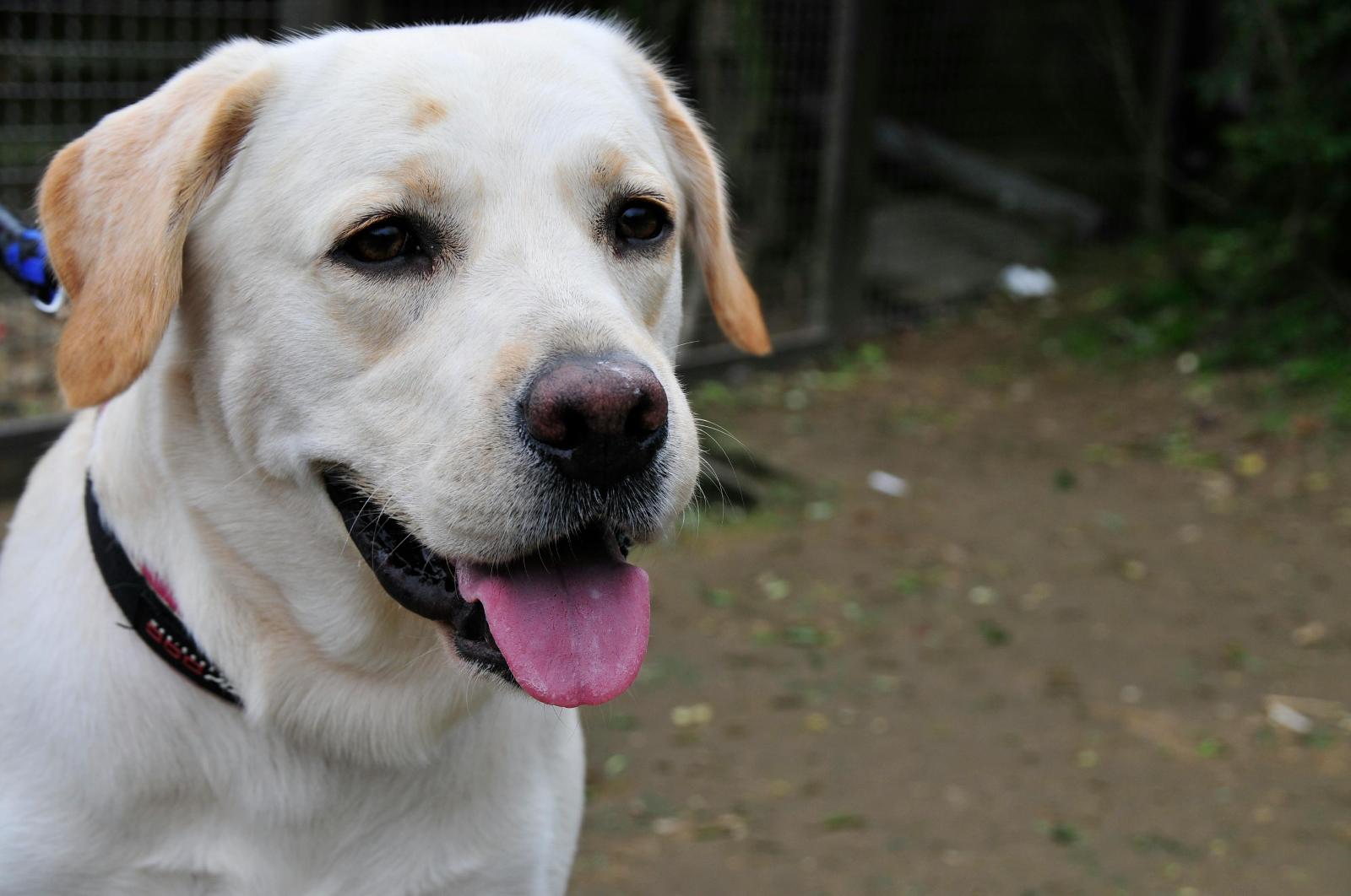Renforcer le lien avec un chien âgé : douceur, patience et moments de complicité